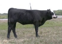 cross heifer 3.jpg