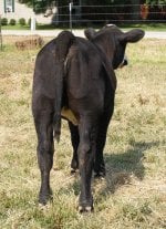 cross heifer butt.jpg