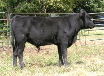 february steer 3.jpg