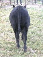 february steer butt.jpg