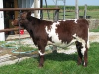 cows and car 002.jpg