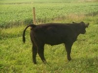 #425a steer.jpg