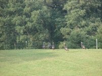 Turkeys on the Green 9-11-09.JPG