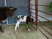 TM Gus X Lovely Lady  Trump bull calf 3-09.JPG