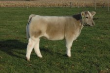 Brock Carpe Diem Steer 2.jpg