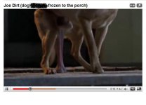 dogfrozen.JPG