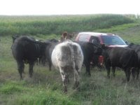 kansas calves093.JPG