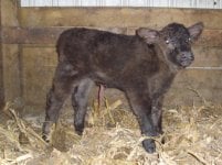 First Heifer of 2010 002 web.jpg