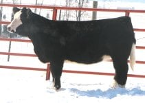 Golden Child Heifer 4.jpg