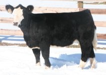 Golden Child Heifer 1.jpg