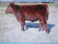 sale calves006.JPG