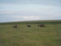 kansas calves105.JPG