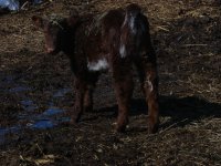 JPJ heifer 3-3-10.JPG