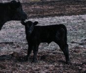 Hard Core X WMW heifer 3-21-10.JPG