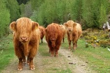 Highland cattle.JPG