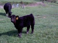 my turn calf.jpg