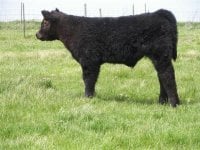 grim steer 2010.JPG