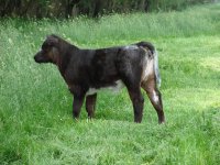 heifer, Macho Man x Angus small.JPG