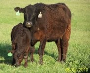 548 with calf at 30 days old.jpg