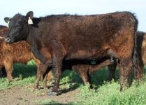 548 heifer side profile.jpg