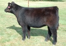 Dirty Harry x Heat Seeker Heifer.jpg