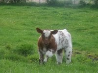 Crismon Tide x Shorthorn Bull calf10.JPG