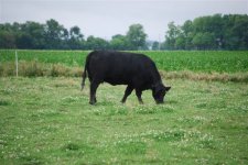 Spring_2010_Cows_and_Calves_002.jpg