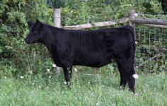 93 Hairy 343 Heifer web.jpg