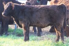 120-heifer1.jpg