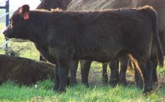 120 heifer2.jpg