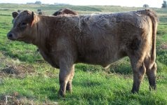 3040 heifer.jpg