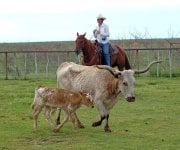 longhorn and calf.jpg