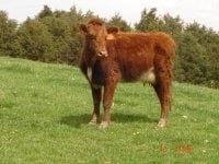 Cow Calf pairs 014#2.JPG