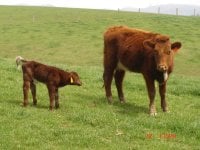 Cow Calf pairs 017#2.JPG