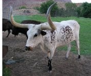 long-horn-bull-picture.jpg