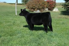 Dr.who x HW heifer10.jpg