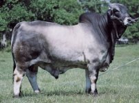 V8 Brahman  Tommy Bahama.jpg