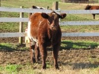 May Heifer - 2 - small.JPG