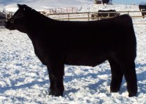 I Am Legend Steer 2.jpg