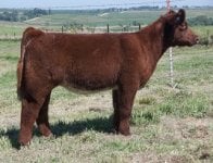 RED ZONE HEIFER.jpg