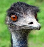 emu.jpg