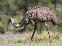 emu_98200.jpg