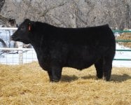 Wheatland Bull 53X.jpg