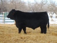 Wheatland Bull 95X.jpg