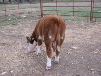 easy cows show steers 071.JPG