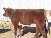 Prospect steers and heifers 006.jpg