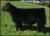 tag-02-drifter-heifer.jpg