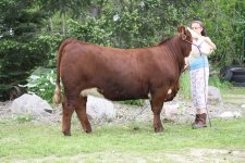 052211_red heifer.JPG