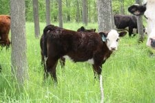 052211_6Y_032511_angusxchimaine_heifer_nosale_2000.JPG