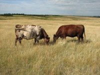 cows 051 - Copy.JPG